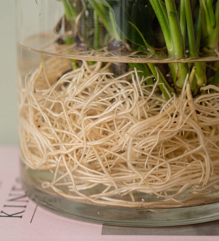 Anthurium Lilli in Glass