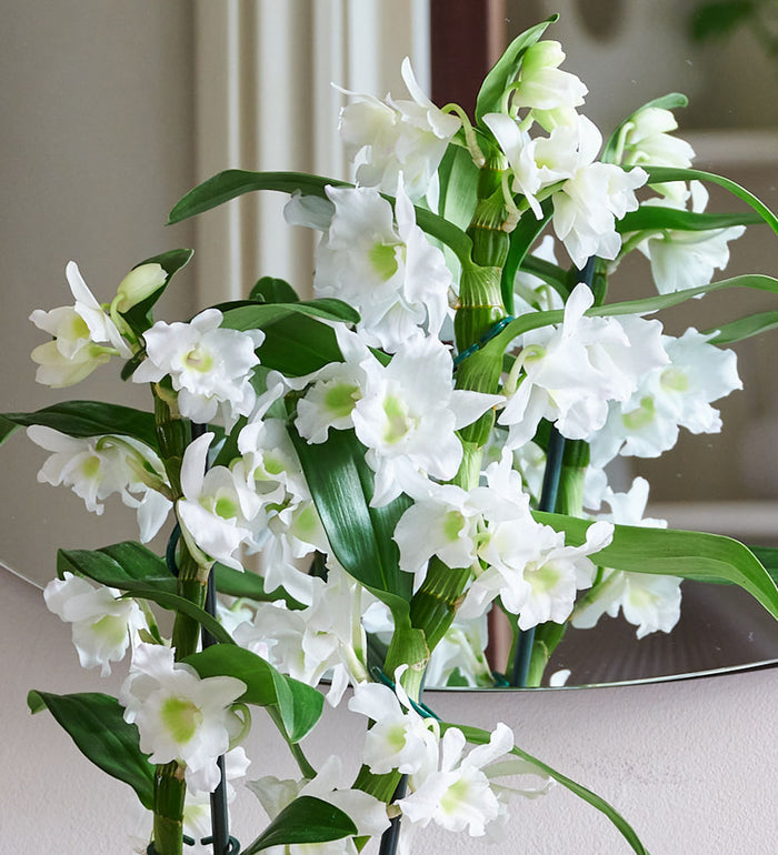 Bamboo Orchid White in Self-watering Pot