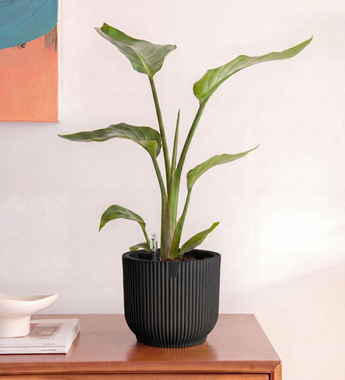 Bird of Paradise & Self-watering Pot