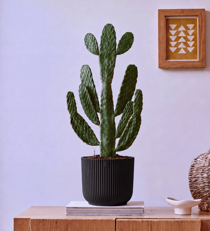 Cowboy Cactus in Self-watering Pot