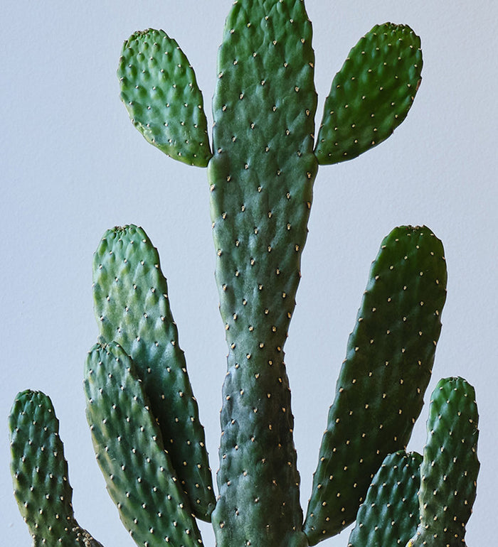 Cowboy Cactus in Self-watering Pot