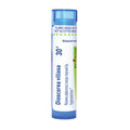 A single tube of Dioscorea villosa 30c by Boiron, featuring a white label with blue and green accents, on a solid white background.