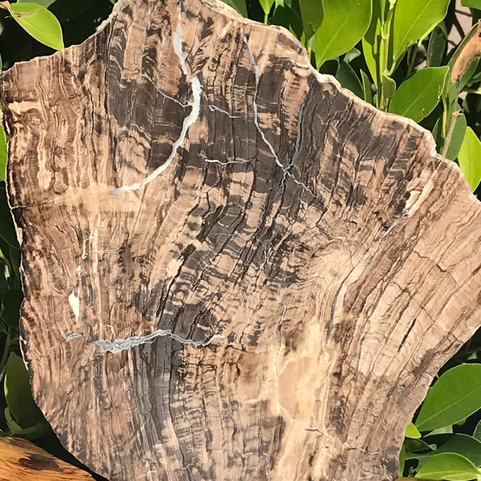 Petrified Wood Slab