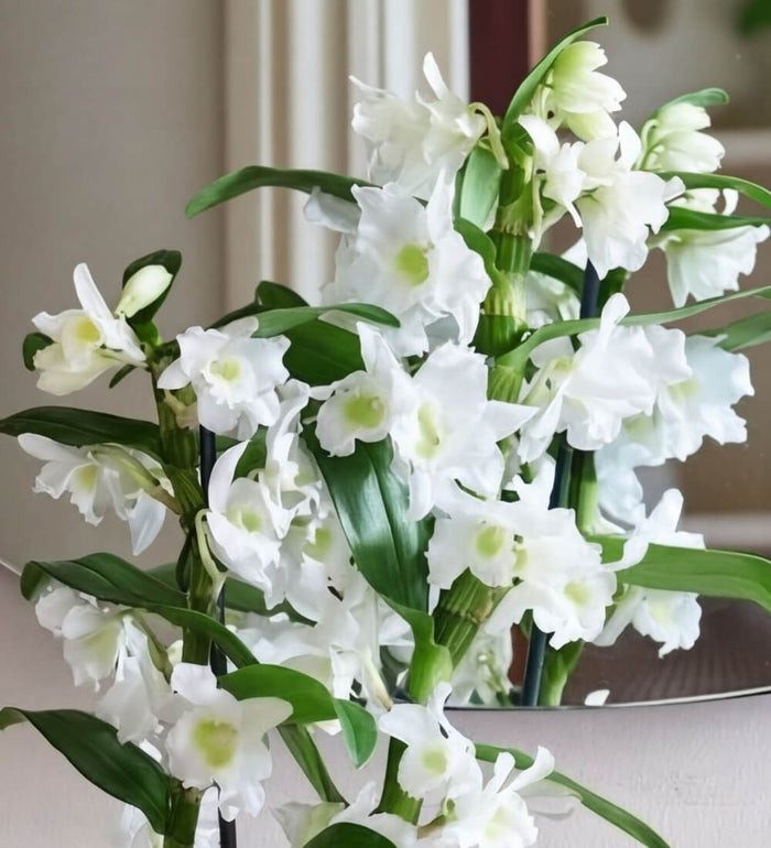Plant Mum Bundle