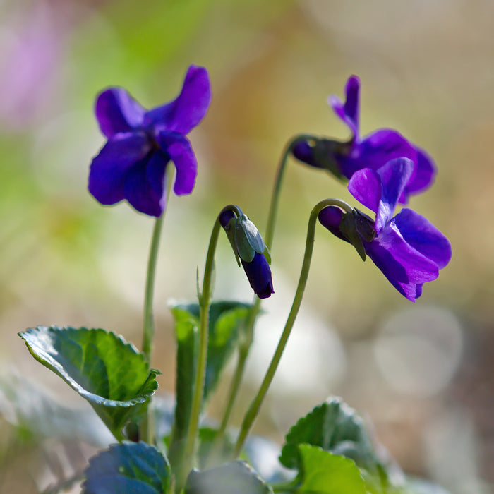 Violet Leaf Absolute